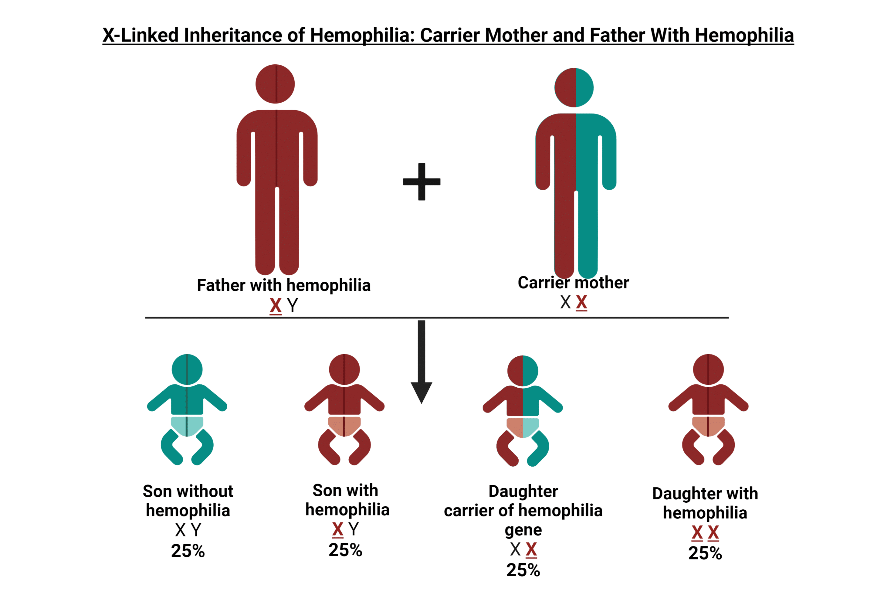 Inheritance - father with hemophilia and mother carrier