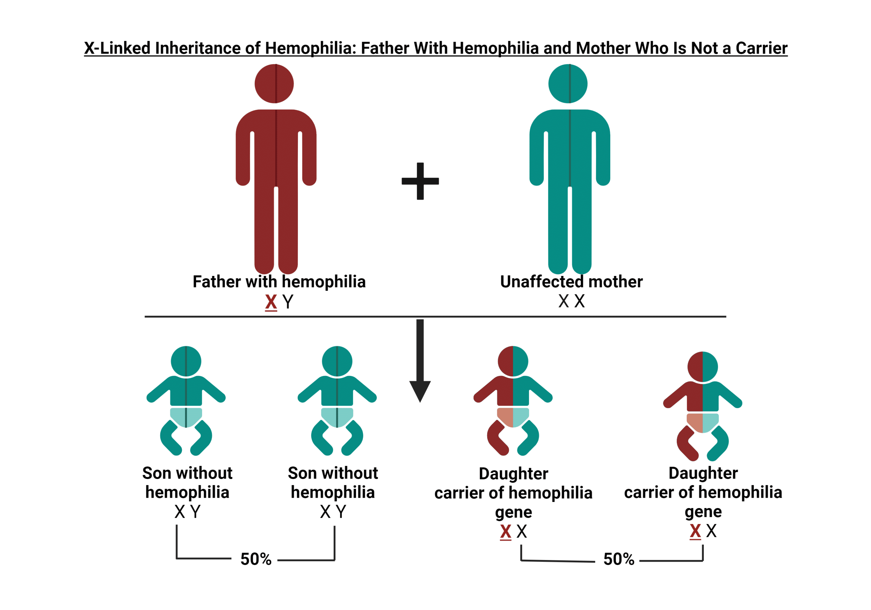 Inheritance - father with hemophilia